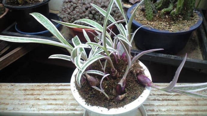 キルキー錦の植え替えです 追記です