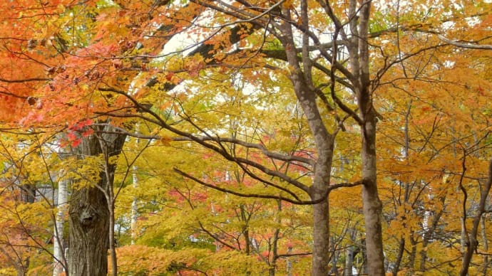 錦秋の奥信濃･･･戸隠高原･･･鏡池への道