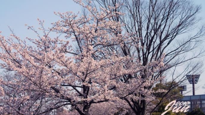 春が来た／桜（２）