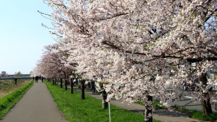 札幌・街の一コマ　：　北海道最長の新川桜並木の桜を拝見する＜札幌にて春花を楽しむ＞