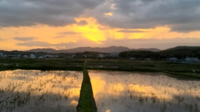 この時期の田んぼが好きです(^_^)/