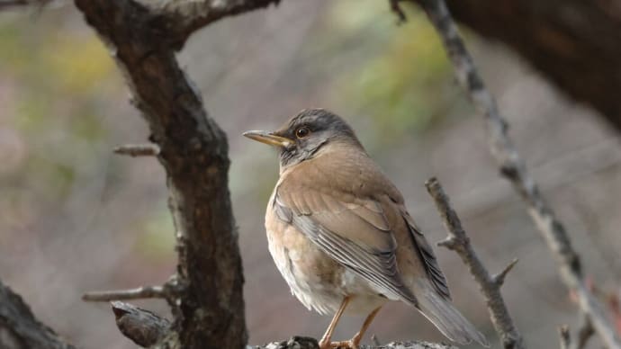 農業公園のシロハラ ・・・ 3月31日