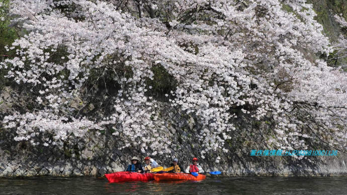 奥琵琶湖お花見カヌー＆カヤックツアーは見頃💦