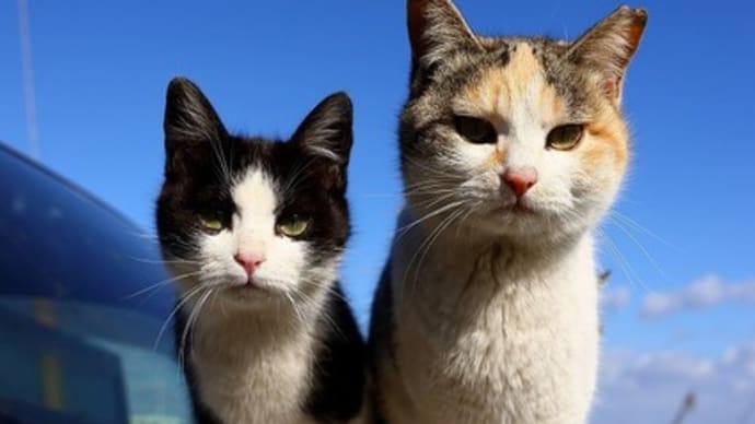 瀬戸内G島の猫たち 2025年2月 その5