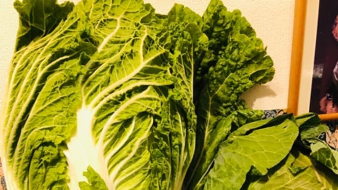 採れたて巨大野菜😱