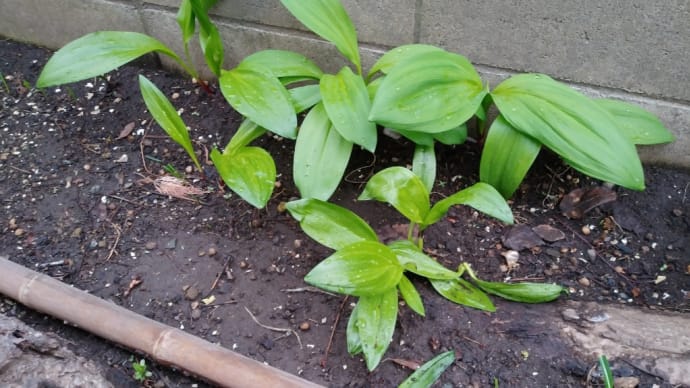 野幌の山菜もおがって(成長)してきたぞ