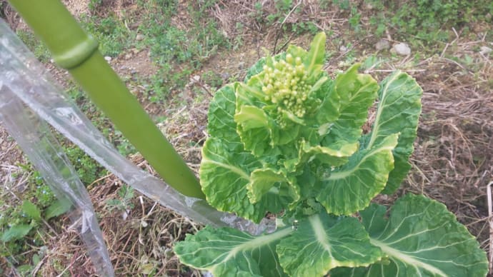 芽キャベツの終わり