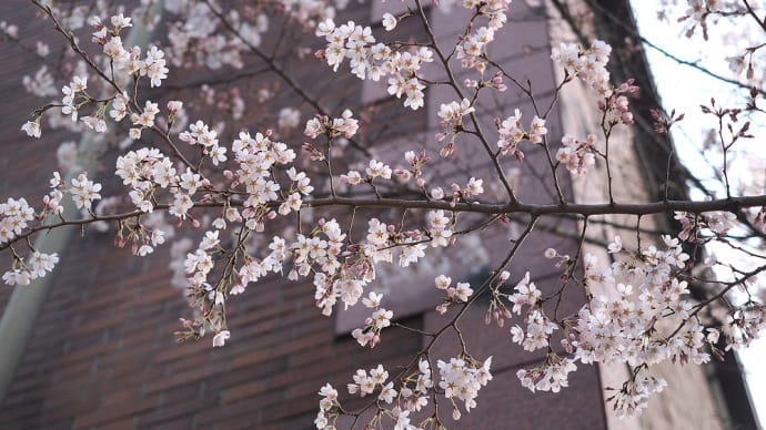 ★早咲き桜・レンギョウ・ネコヤナギなど 2023