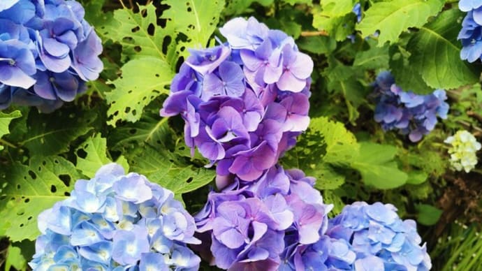 『自宅前の紫陽花が綺麗に咲きましてね･･･』