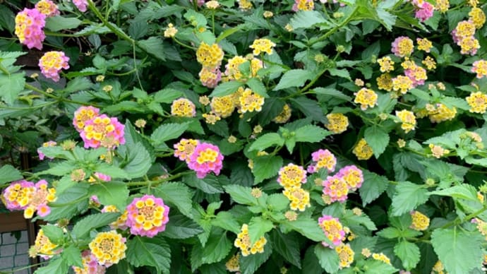 ご近所さんで咲いていた♪お花(((^-^)))