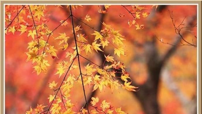 大威徳寺の紅葉(2021.11 No.18)