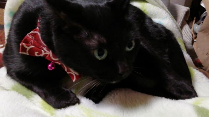 猫の日