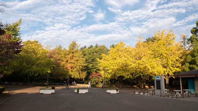 光が丘公園の紅葉