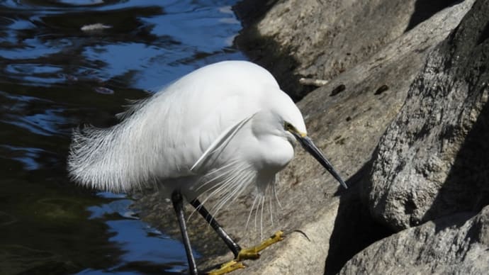 懐かしい公園で小鳥・水鳥に会う