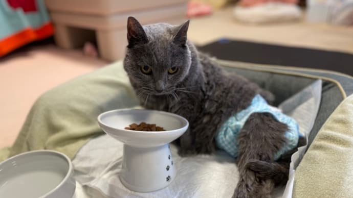 快適猫介護生活