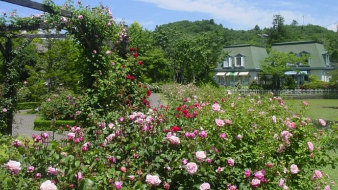 2022年度版・薔薇の花「グラミス・キャッスル」~モネの色彩と「Rose Library」(1)