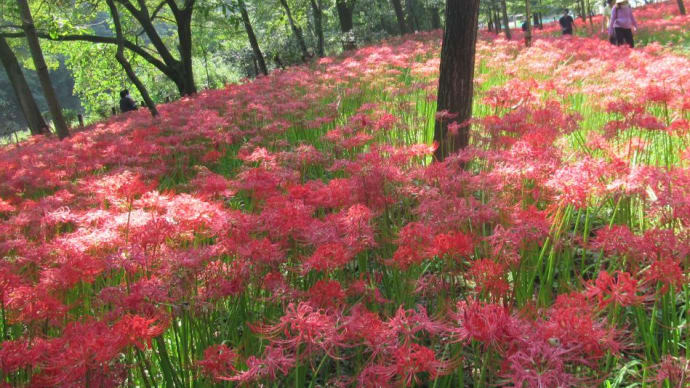 今年の彼岸花(曼珠沙華)、高温続きで開花が遅かったが!見頃を迎えています。