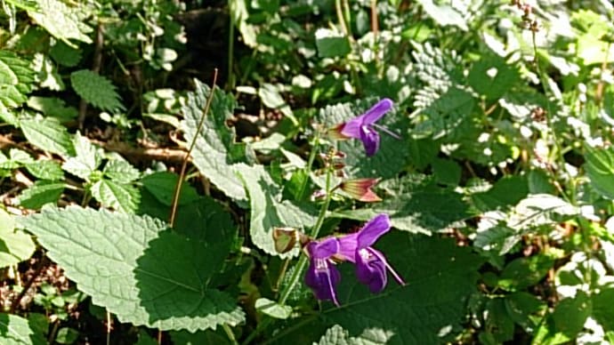 アキギリ (Salvia glabrescens)