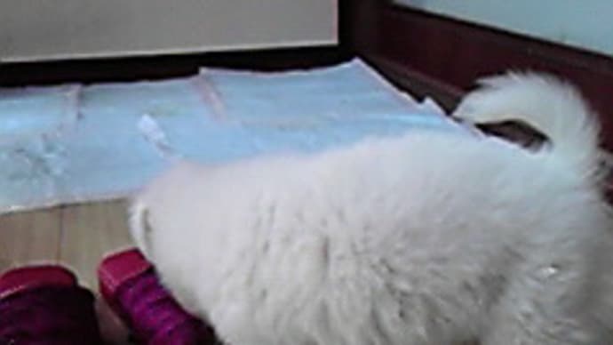 好きな犬種