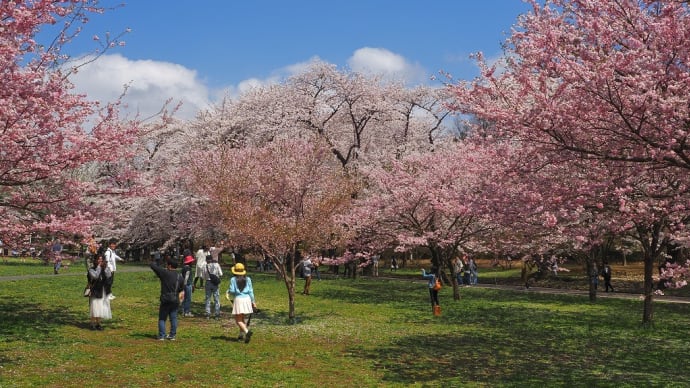 赤城南面千本桜へ・・・by空倶楽部