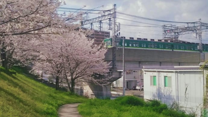 整然と並べてゆくのは好きだ🌸🚋