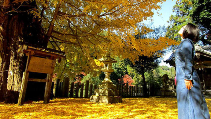 長谷寺近くのスサノオ神社の大いちょう