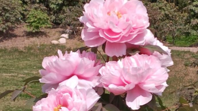 桜もまだ頑張て咲いてます