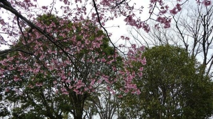 野毛山公園には 桜もいろいろあるのだ☆彡 柴犬・空海くん、一緒に考えてね♪
