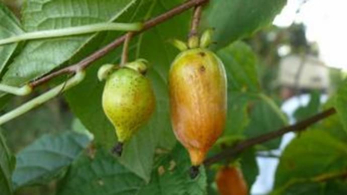 マタタビ（木天蓼）の熟した果実