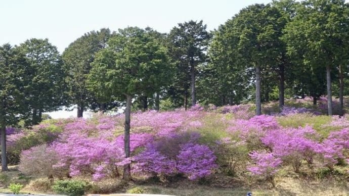 善住禅寺・コバノミツバツツジ