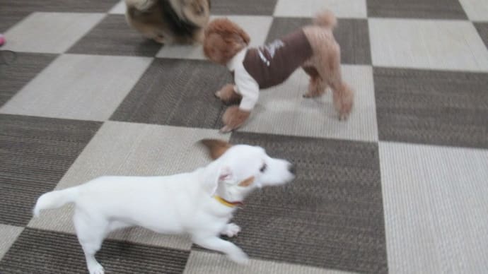 21/05/01 犬の幼稚園BuddyDog
