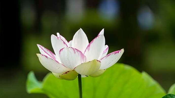 修景池、花蓮いろいろ