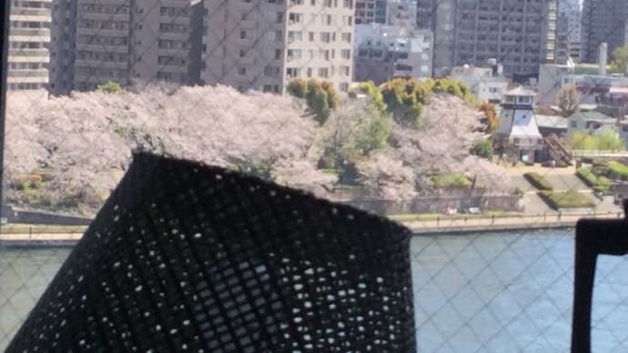 東京都中央区はなぜか桜が多いね。