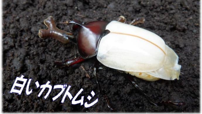 白いカブトムシは神秘の世界・・・脱皮したてのカブトムシの画像&夏料理