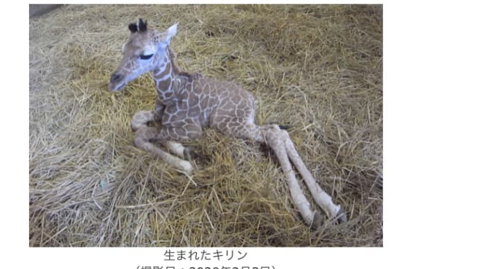 上野公園と街頭インタビューとキリンの赤ちゃん誕生