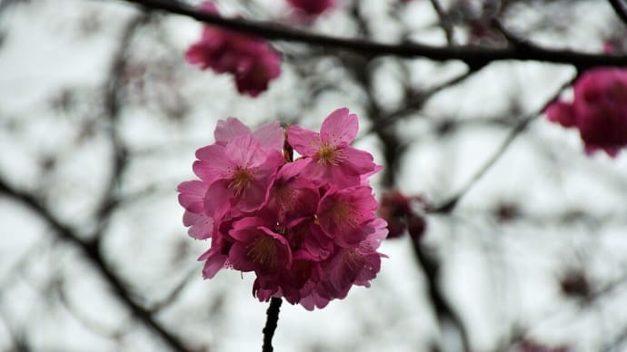 ヨコハマヒザクラ狩り 神奈川県横浜市 こども植物園・児童遊園地(1)横浜緋桜