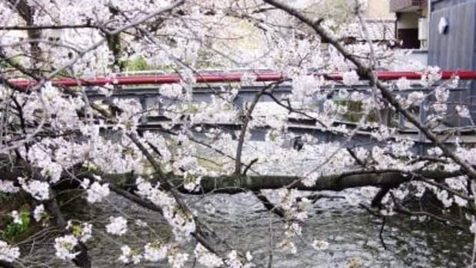 2024年 4月 2日(火)の京都市(13)