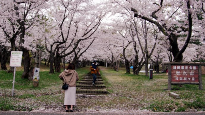 2021年 桜林公園 と 平滝沼公園 の桜