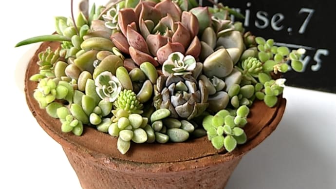 ~深谷えん旅多肉植物の寄せ植え教室のお知らせ~