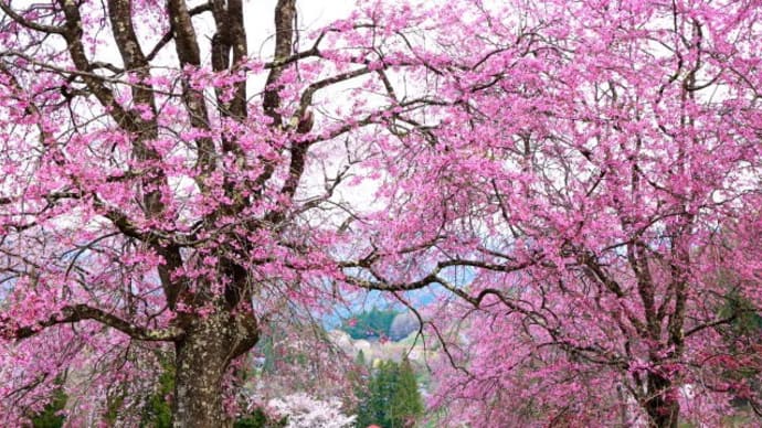 立屋の桜2025-4