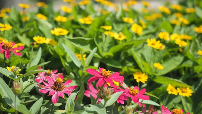 ★秋の花壇 2021