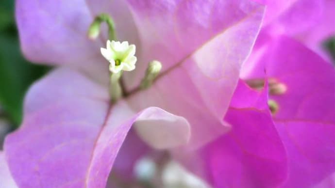植物を愛でる時ガーデニングの時できたらどうしようと悩む前に✨医薬部外品【ケシミンクリーム】