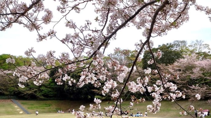 県立美術館緑地の桜