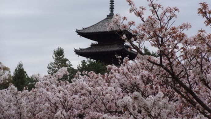 2018年・御室桜と五重塔（前編）　＠　京都妖怪探訪（５４６）
