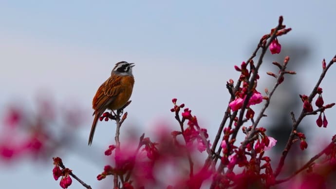 緋桜さんぽ道②