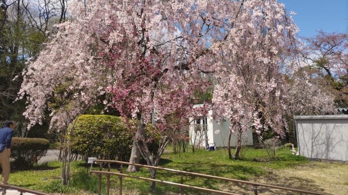 北上、角館 桜を見に
