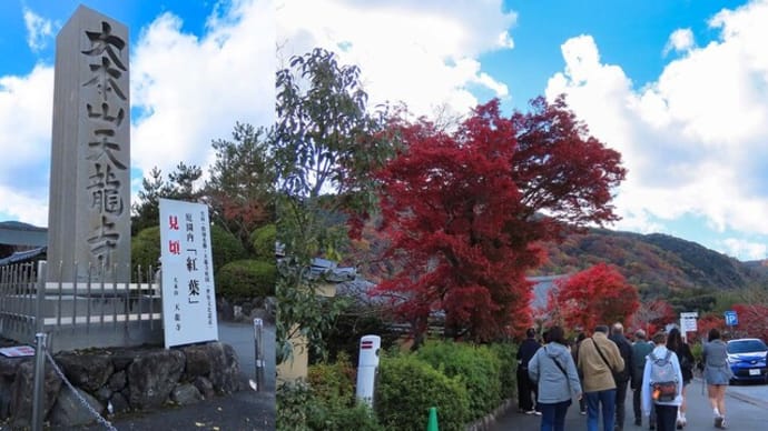 2024 嵐山 天龍寺 紅葉