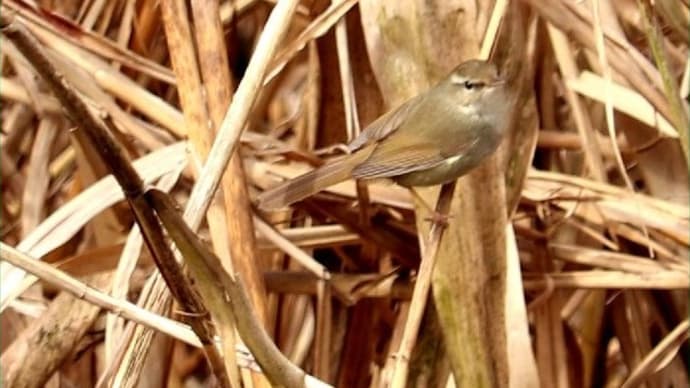 鶯・四十雀・ヤマガラ