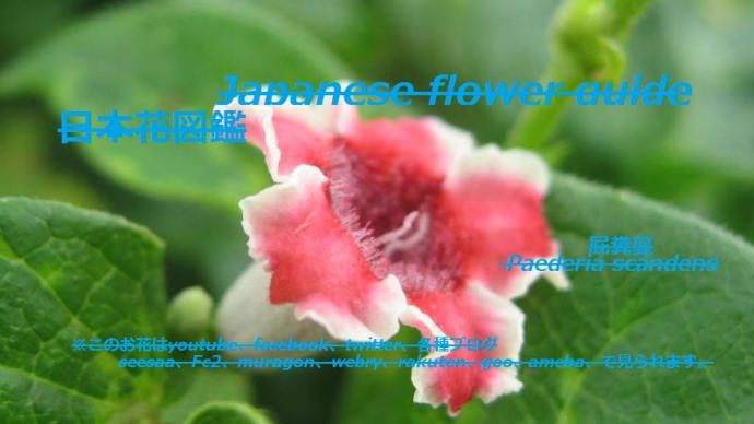 誰も見ない!早乙女蔓?No one sees! Paederia scandens?