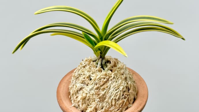 天優